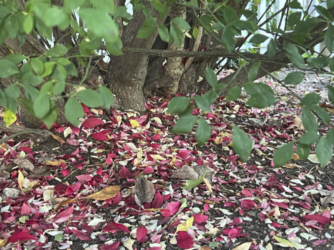Should gardeners ‘leave the leaves?’